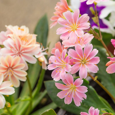 Close-up of the light pink flowers of a Lewisia plant, with vibrant petals and green foliage surrounding them in a flower bed.
