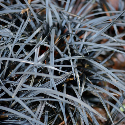 Close up of black ophiopogon decorative grass, showcasing its dark, almost black leaves, adding a striking contrast and texture to the garden.