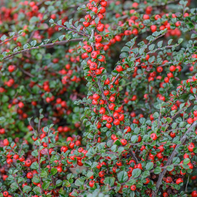Cotoneaster shrub with bushy green leaves and an abundance of small red berries.
