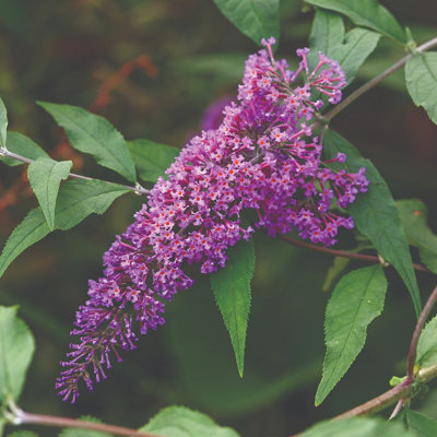 Buddleja shrub with vibrant pink-purple nectar-rich flowers.