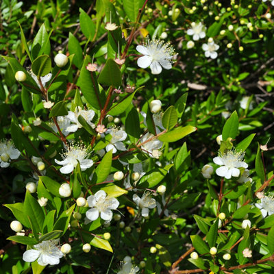 Myrtus shrub with glossy green leaves and delicate white spherical flowers with long stamens.