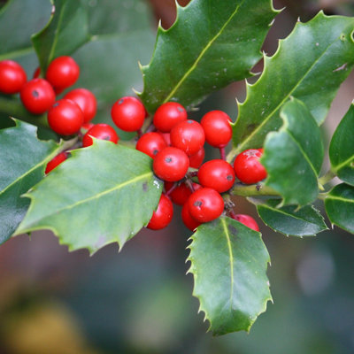 Close-up of glossy green holly leaves with sharp edges and clusters of bright red berries.