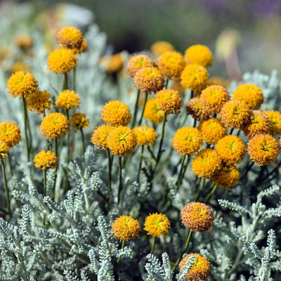 Close-up of Santolina shrub with silvery grey foliage and small round yellow flowers on upright stems.