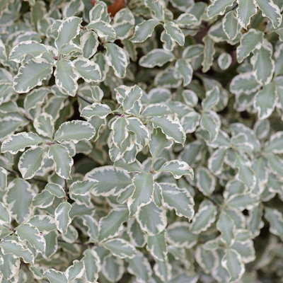 Close-up of pittosporum leaves with green centres and white edges.