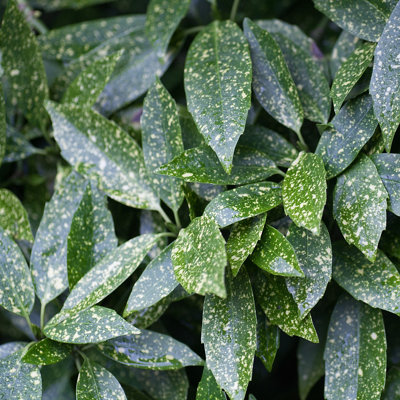 Aucuba Japonica shrub with large, glossy variegated green and golden yellow leaves, providing dense coverage.