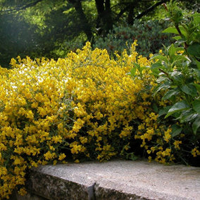 Genista Lydia Garden Plant - Vibrant Yellow Blooms, Compact Size, Hardy (15-30cm Height Including Pot)