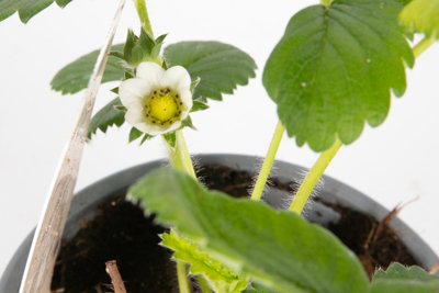 Gento Strawberry (Fragria) Plant - 1Ltr Potted