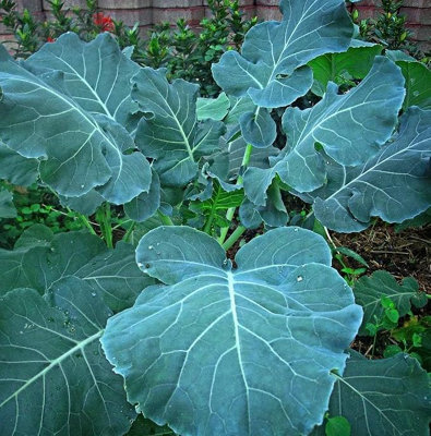 Georgia Southern Collard Seeds, Vegetable Garden , Green, 200 Seeds