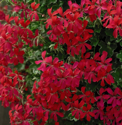 Geranium Balcon Red 1 Jumbo Plug Plant