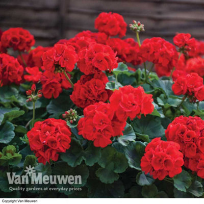 Geranium Best Red -12 Plug Plants - Summer Colour, Ideal For Patio Containers