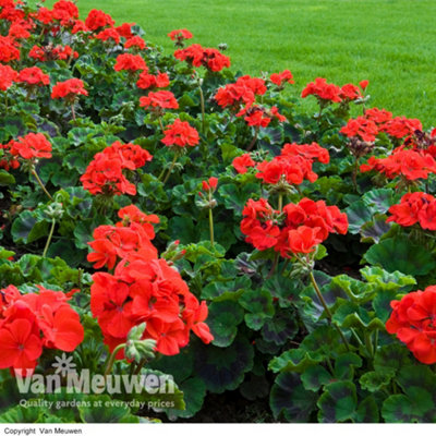 Geranium Best Red -12 Plug Plants - Summer Colour, Ideal For Patio Containers