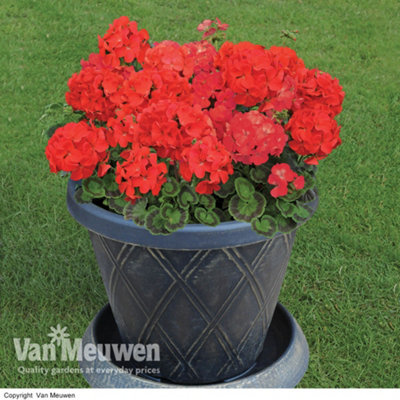 Geranium Best Red -12 Plug Plants - Summer Colour, Ideal For Patio Containers