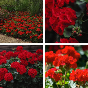 Geranium Best Red -24 Plug Plants - Summer Colour, Ideal For Patio Containers
