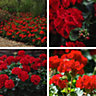 Geranium Best Red 24 Plug Plants