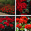 Geranium Best Red 24 Plug Plants