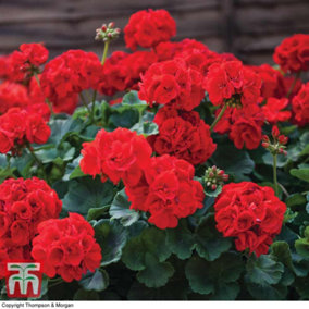 Geranium Best Red - 6 Plug Plants - Summer Colour, Ideal For Patio Containers