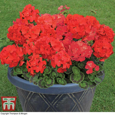 Geranium Best Red -6 Plug Plants - Summer Colour, Ideal For Patio Containers