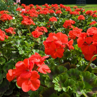 Geranium Best Red 72 Plug Plants + 200g Incredibloom Fert