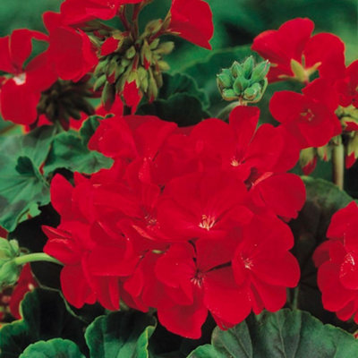 Geranium Best Red 72 Plug Plants + 200g Incredibloom Fert