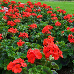 Geranium Best Red Garden Ready - 30 Plants