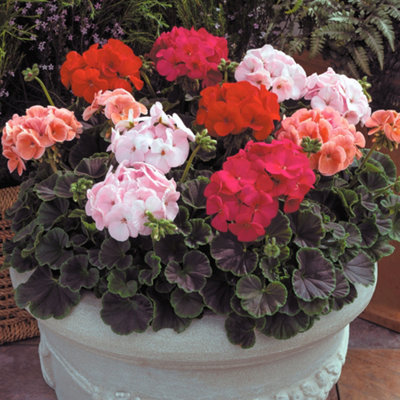 Geranium 'Bullseye Mixed' plug x 12
