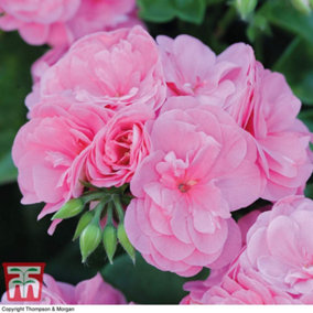 Geranium Cascading Rosebud Pink Sybil 10 Jumbo Plug Plant