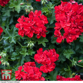 Geranium Cascading Rosebud Red Sybil 10 Jumbo Plug Plant
