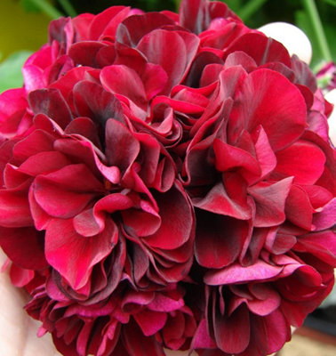Geranium Cascading Rosebud Tommy 1 Jumbo Plug Plant