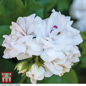 Geranium Cascading Rosebud White Rose 10 Jumbo Plug Plant