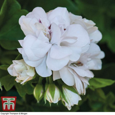 Geranium Cascading Rosebud White Rose 10 Jumbo Plug Plant