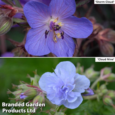 Geranium Cloud Collection 2 Jumbo Plug Plant