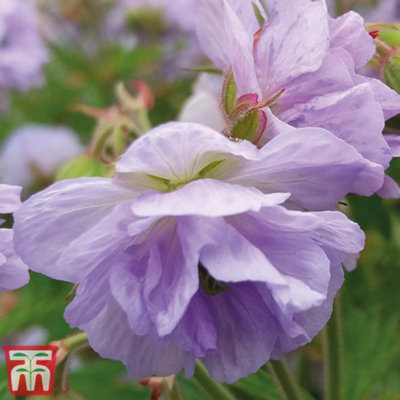 Geranium Cloud Nine 3 Jumbo Plug Plant