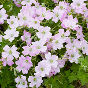 Geranium Dreamland - Pale Pink Flowers, Perennial Plant, Compact Size (20-30cm Height Including Pot)
