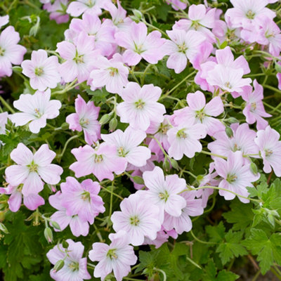 Buy Geranium Dreamland - Pale Pink Flowers, Perennial Plant, Moderate ...