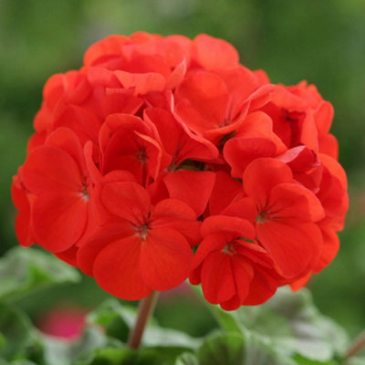 Geranium Fire Queen Garden Ready Plants