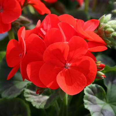 Geranium Fire Queen Garden Ready Plants - 3