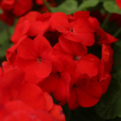 Geranium Fire Queen Pro + Plug 60