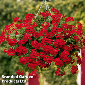 Geranium Grandeur Red 25cm Pre-planted hanging basket x 1