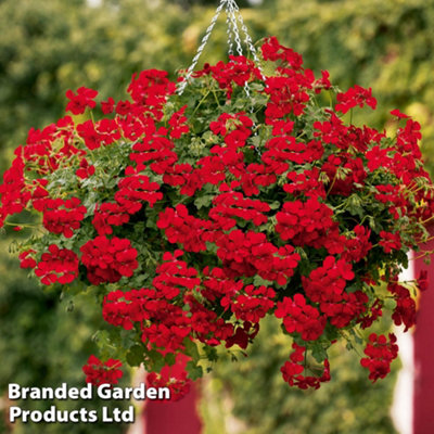 Geranium Grandeur Red Preplanted hanging basket 14"(35c) x 1 DIY at B&Q