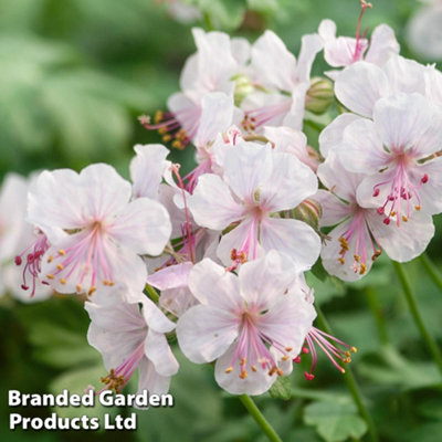 Geranium (Hardy) cantabrigiense Biokovo 1 Litre Potted Plant x 1