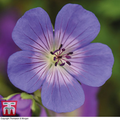 Geranium (Hardy) Rozanne 2 Litre Potted Plant x 2