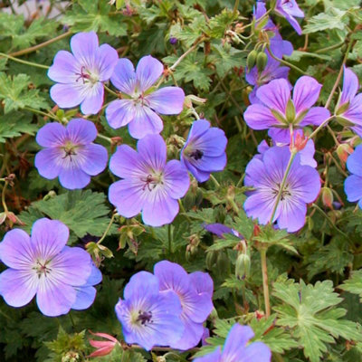 Geranium Hardy Rozanne 2 Litre Potted Plant x 3