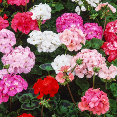 Geranium Horizon Mix Colourful Flowering Garden Ready Bedding Plants 6 Pack