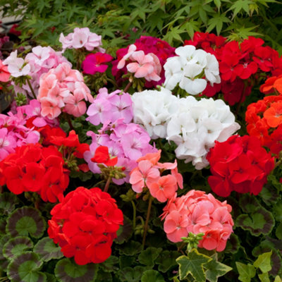 Geranium Horizon Mix Colourful Flowering Garden Ready Bedding Plants 6 Pack - 3