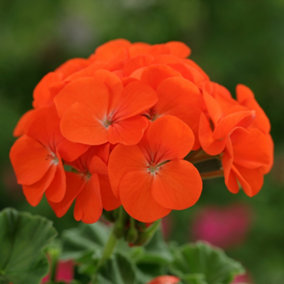 Geranium Horizon Orange Colourful Quality Flowering Bedding Plants 6 Pack