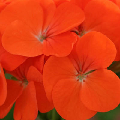 Geranium Horizon Orange Colourful Quality Flowering Bedding Plants 6 Pack