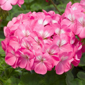 Geranium Horizon Rose Colourful Flowering Bedding Plants For Sale 6 Pack