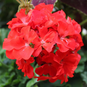 Geranium Horizon Scarlet Colourful Quality Flowering Bedding Plants 6 Pack