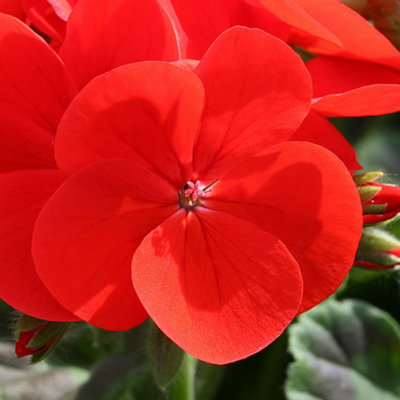 Geranium Horizon Scarlet Colourful Quality Flowering Bedding Plants 6 Pack - 3