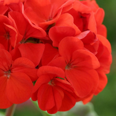 Geranium Horizon Scarlet Colourful Quality Flowering Bedding Plants 6 Pack - 4